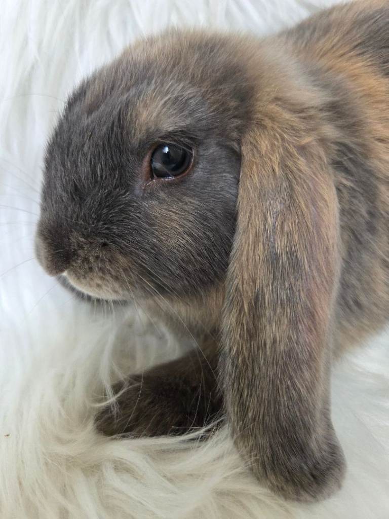 Beautiful mini lops boys and girls avalible .