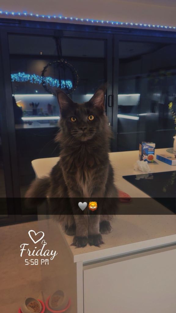 1 year old Maine coon 