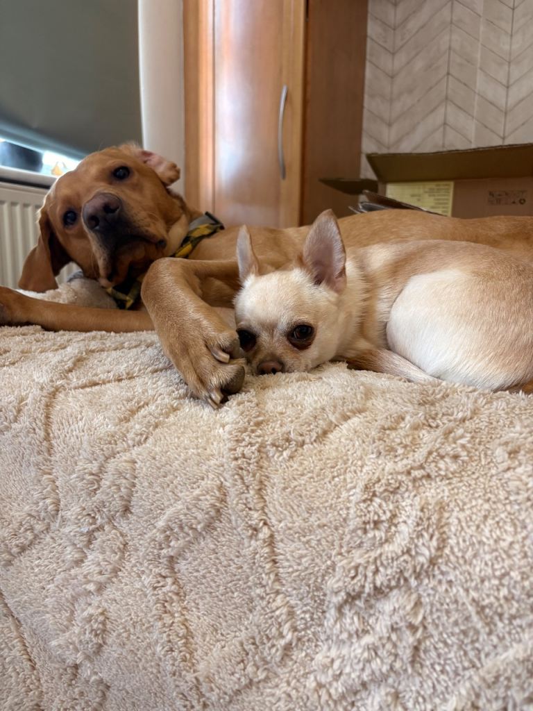 3 year old short haired Chihuahua 