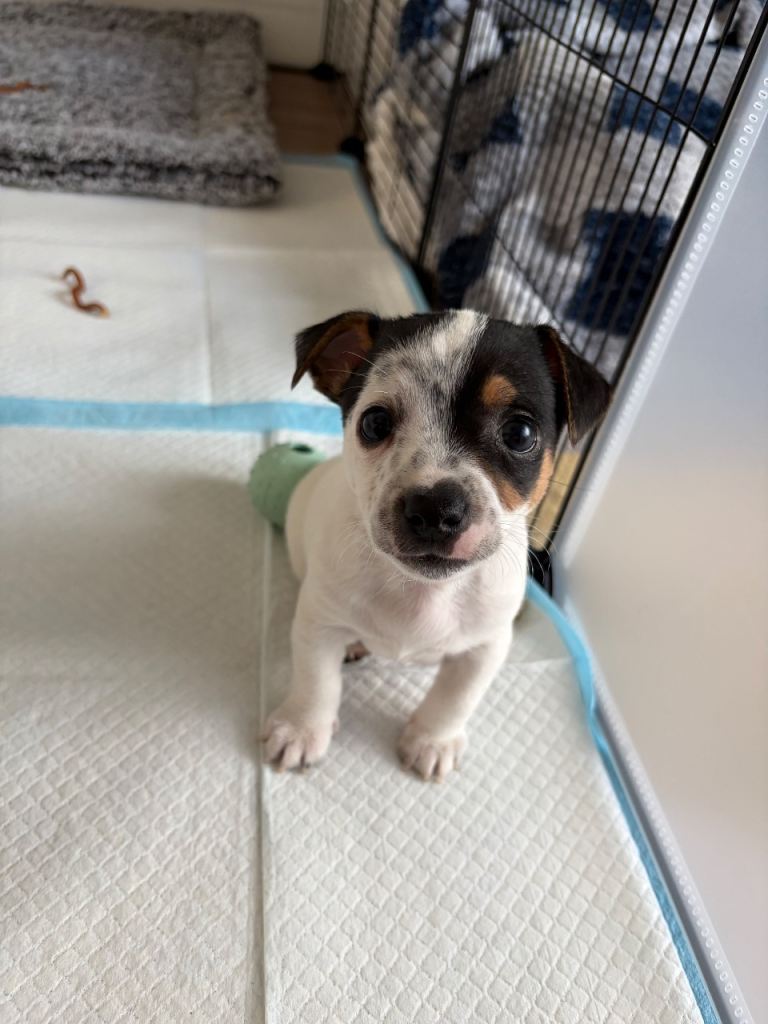 Jack Russell puppy for sale 