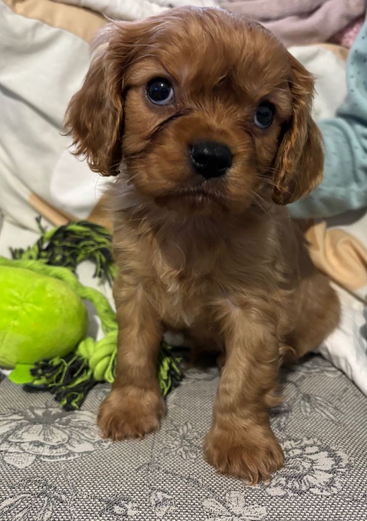 Shropshire. Ready now cavalier King Charles puppies