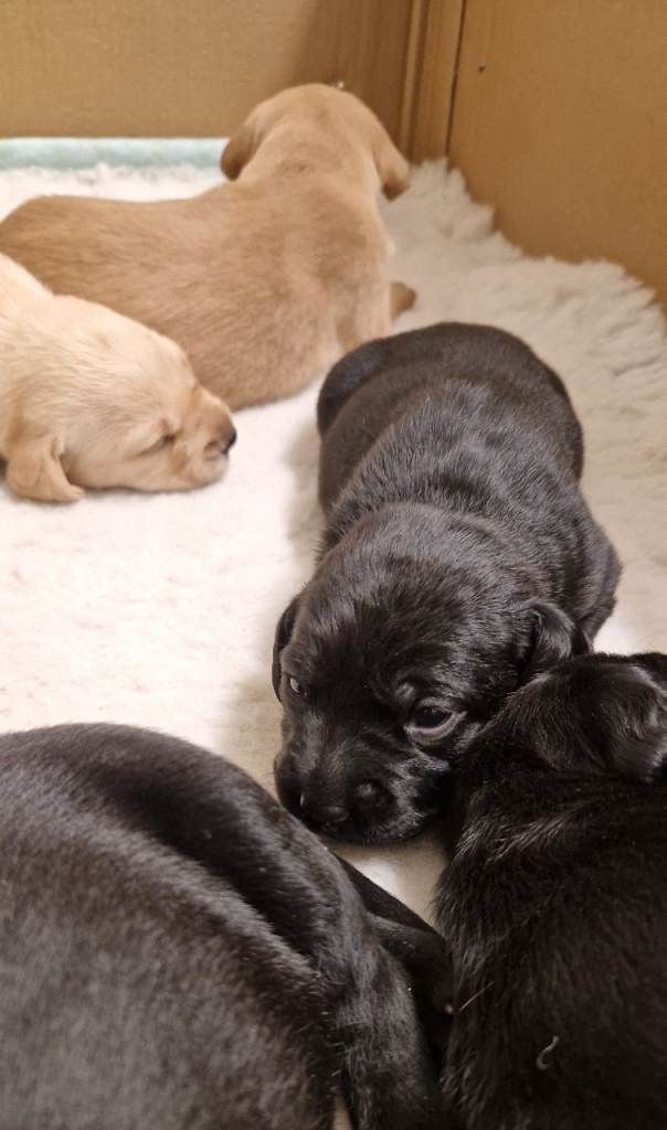 Vizsla x Lab puppies