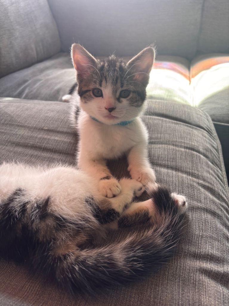  Beautiful Kittens, Ready to Go