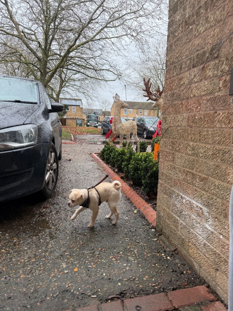 Pug x Pomeranian Puppies!