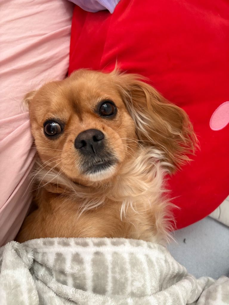 2 yrs old king charles girl