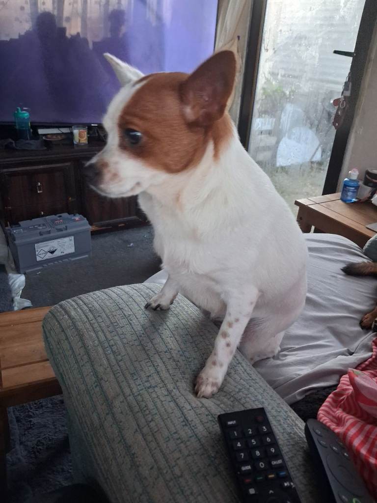 Good loving home wanted 