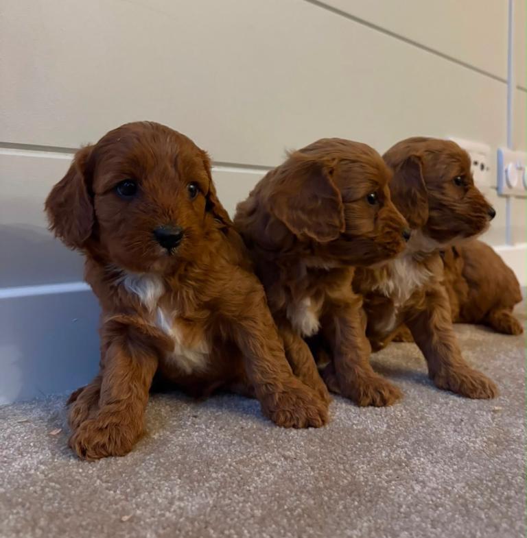 Beautiful Red F1 Cavapoo puppies