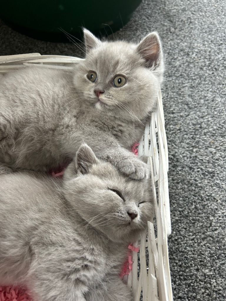 British shorthair kittens 