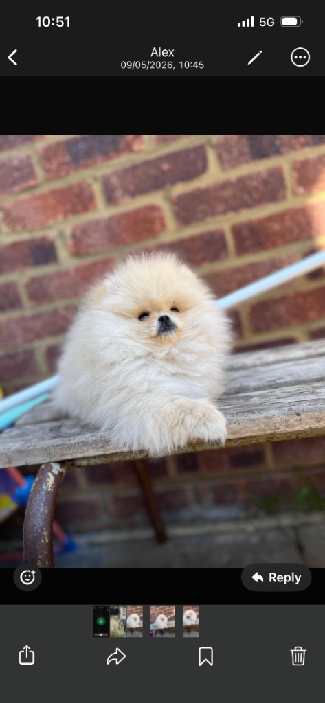 Pomerania 