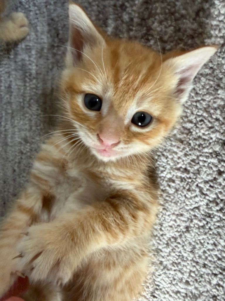 Beautiful playful kittens
