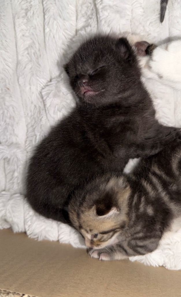 Black Kitten
