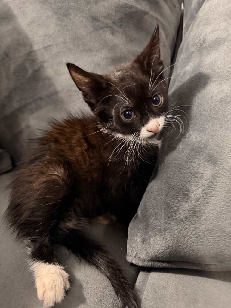 🐾 5 Beautiful Kittens Looking for Their Forever Homes 🏡❤️
