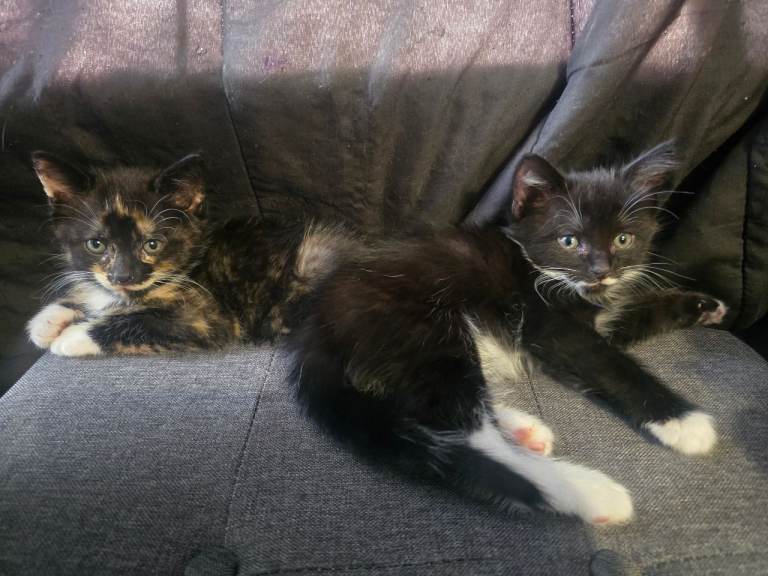 2 gorgeous kittens 