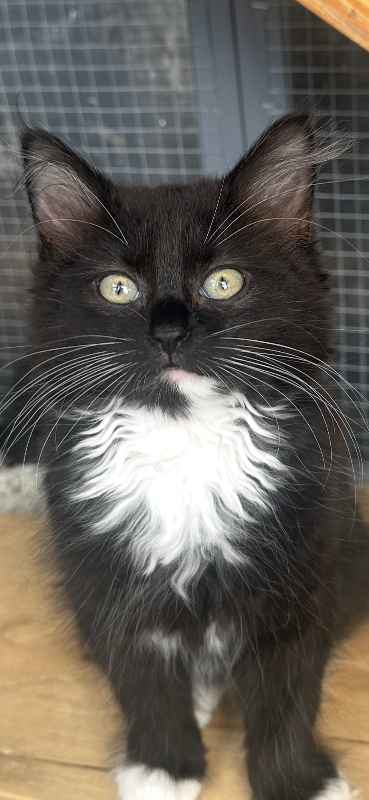Maincoon cross British blue kittens 