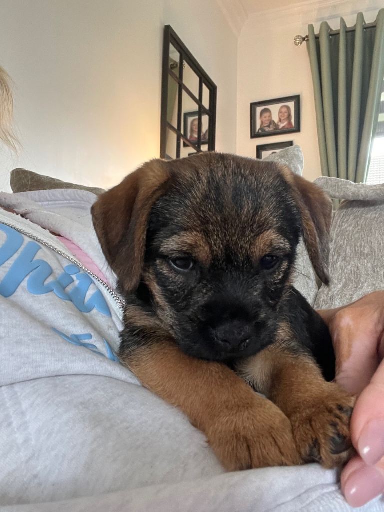 1 blue and tan boy available 