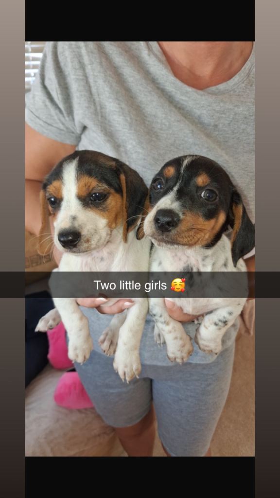 Dachshund Cross Jack Russell