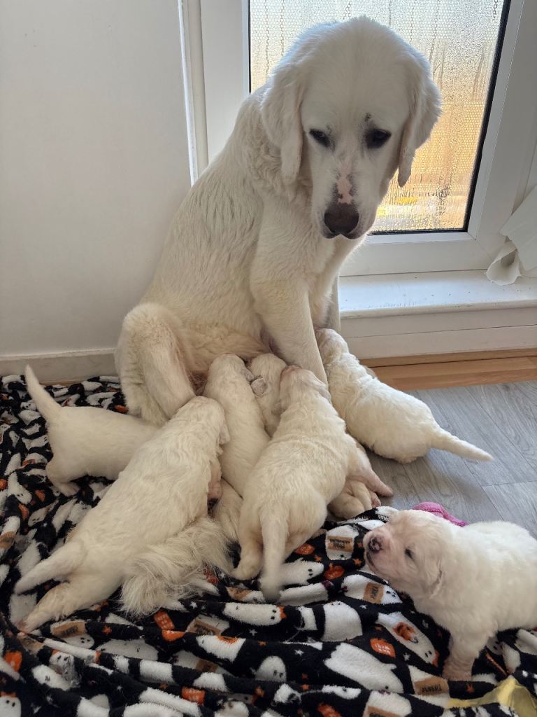 Puppy Polish Tatra sheepdog 