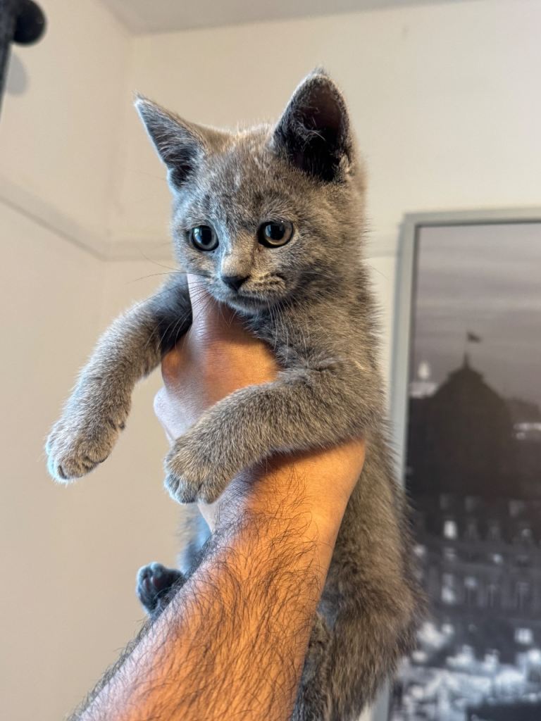 British Shorthair 11 weeks
