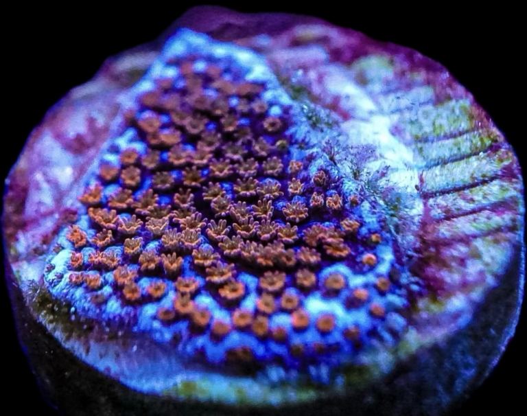 Rainbow monti coral marine frag