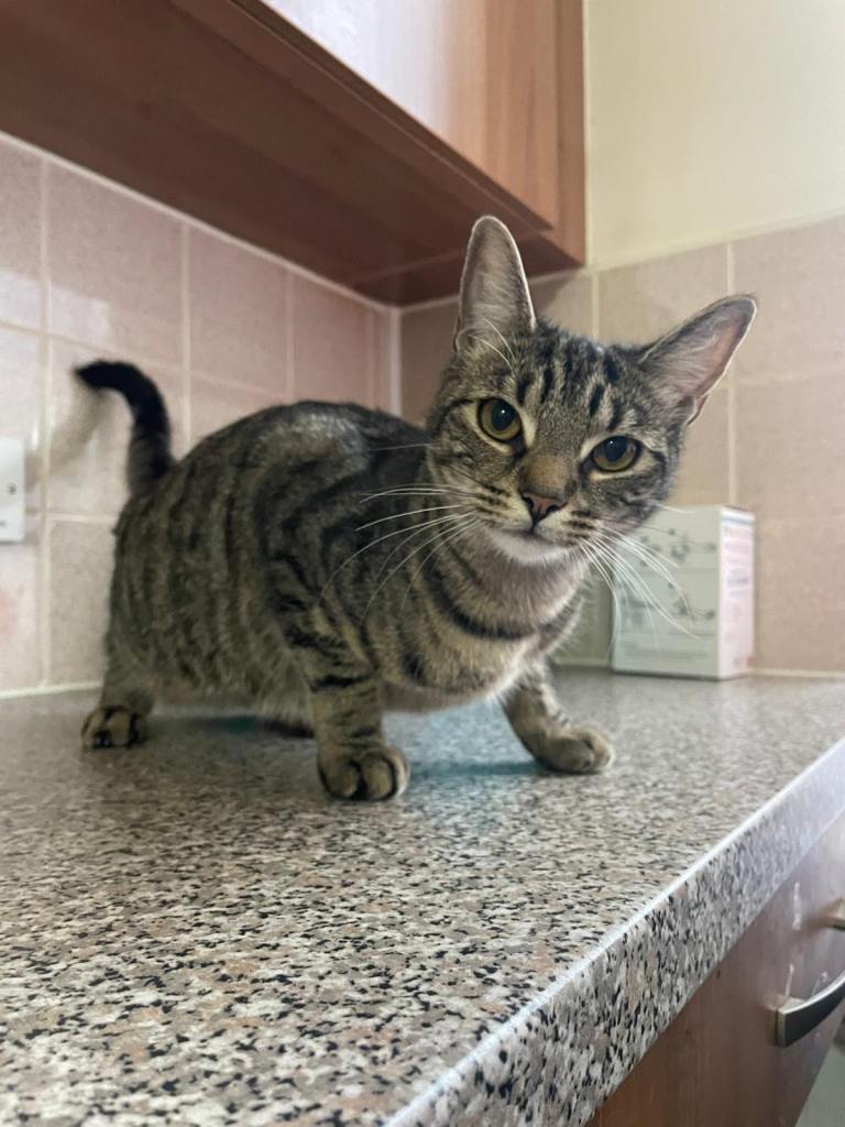 Cats for sale 