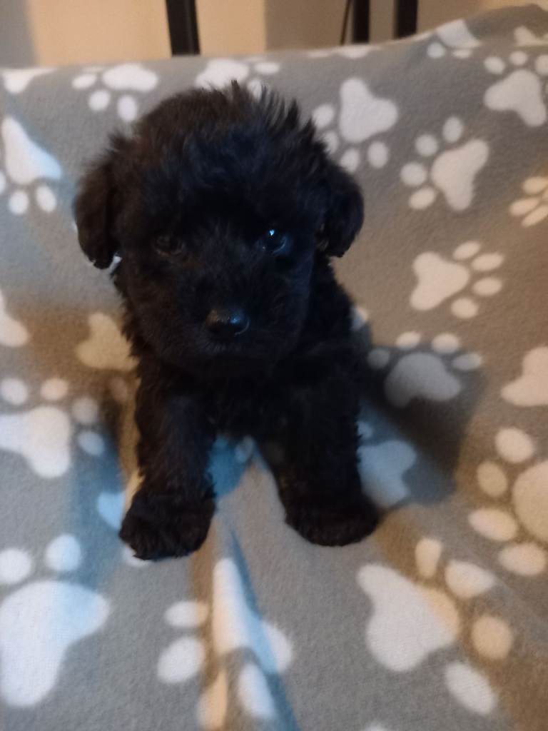 TOY SHNOODLES READY 21ST DEC