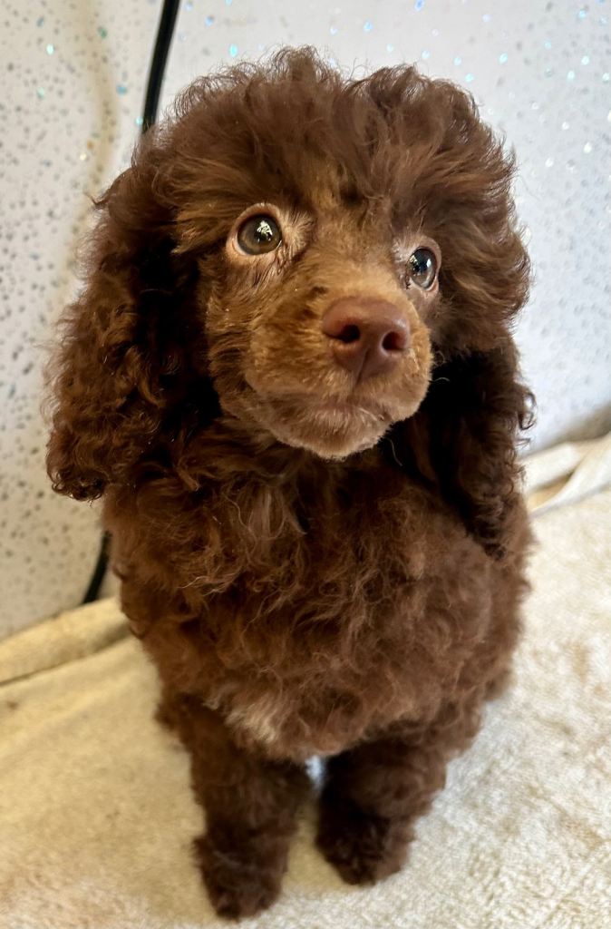 Stunning toy poodles 