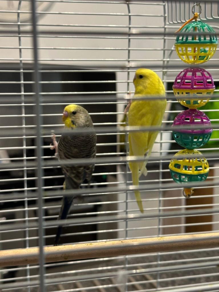 Budgies 