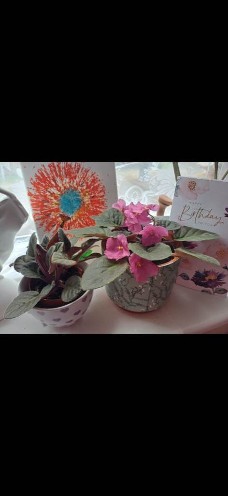 Swap pink african violet house plant rooted sprouts (bloom 2 months) to any name from my list: