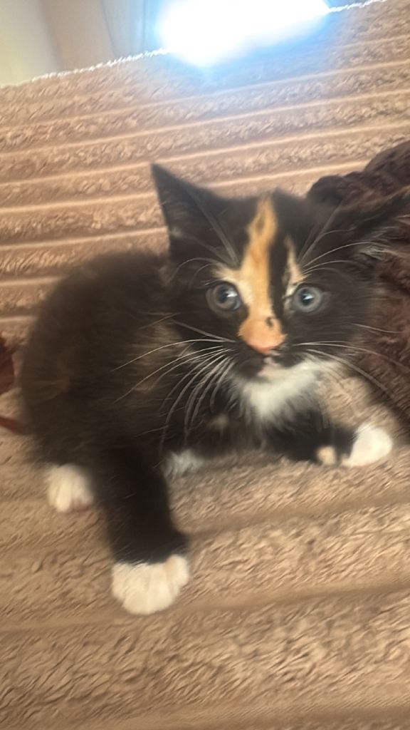 Kitten