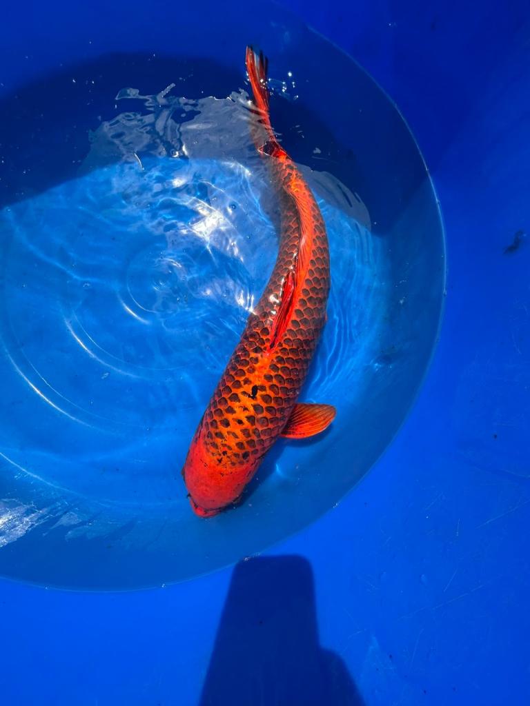Koi Carp Rehome Sale
