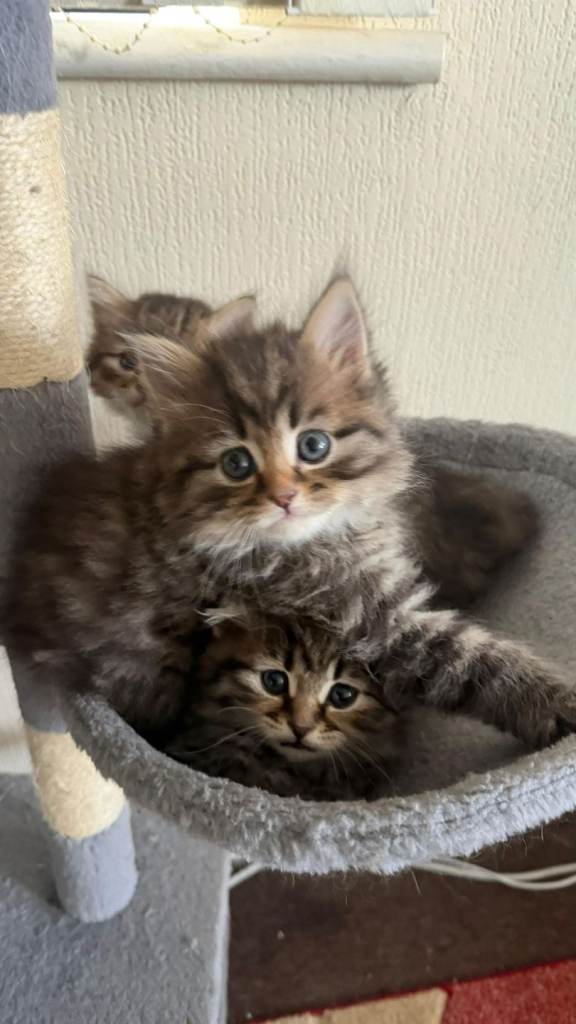 Gorgeous kittens