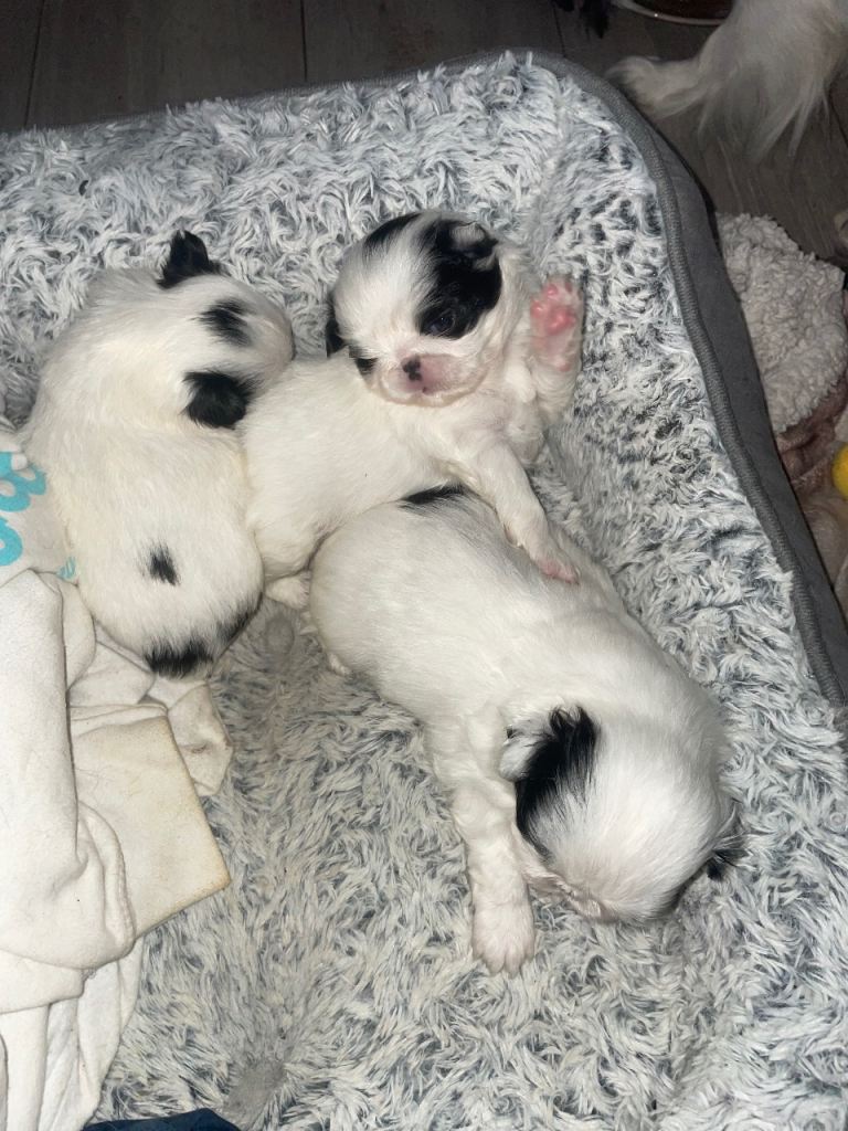 3 x Japanese Chin puppies for sale