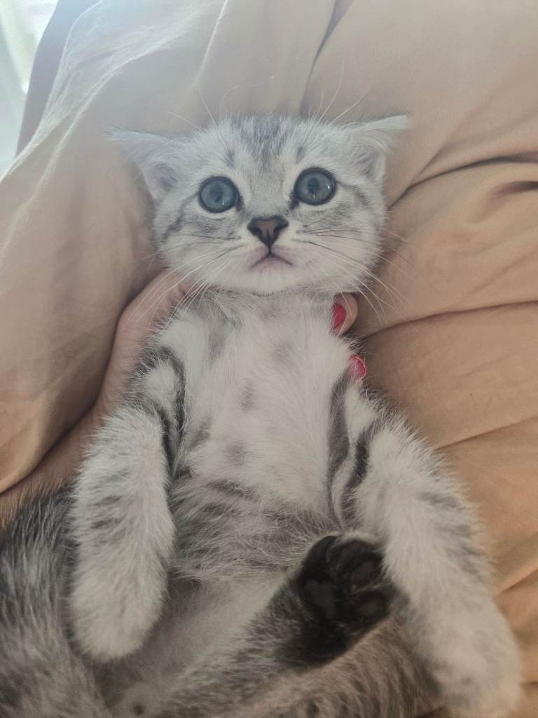 British shorthair cross