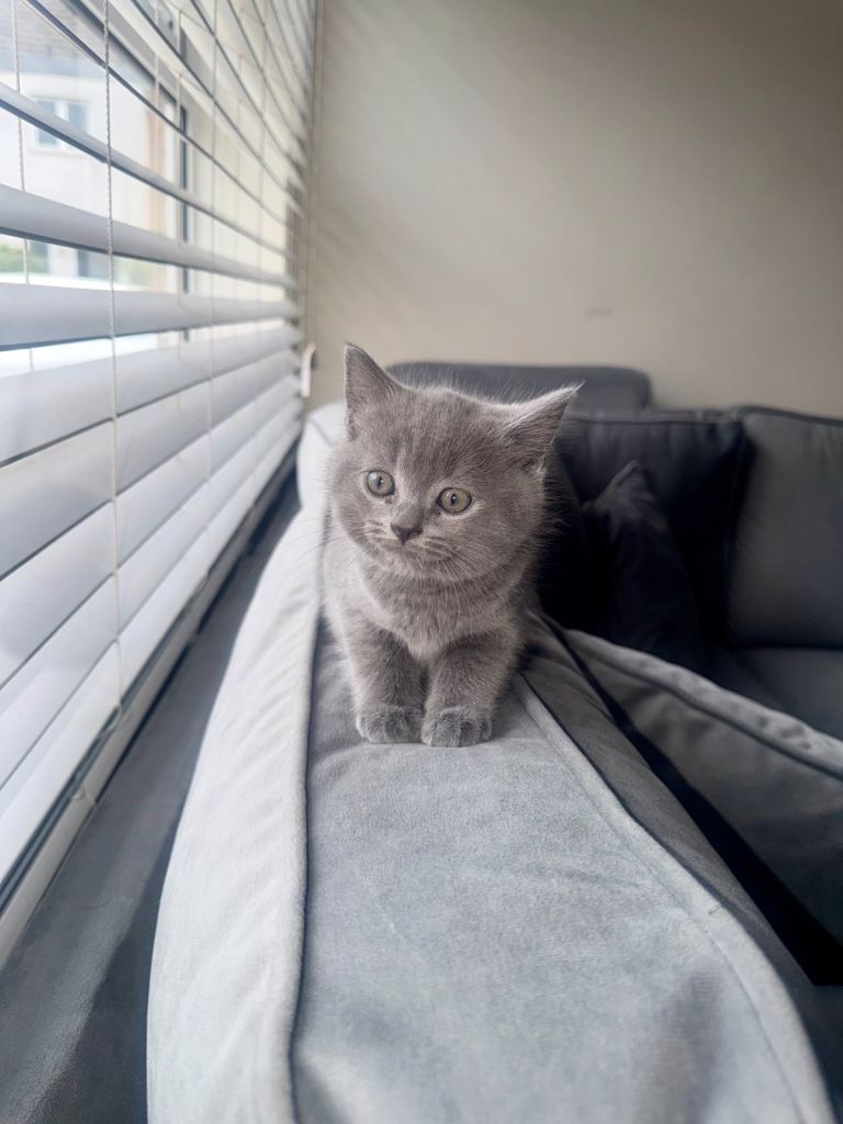 Female Kittens 