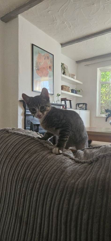 1 beautiful tabby kitten ready for rehoming 