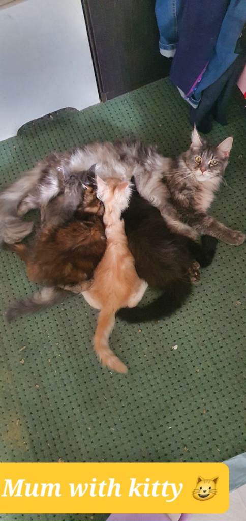 Maine coon kitten 😸 Cream boy left