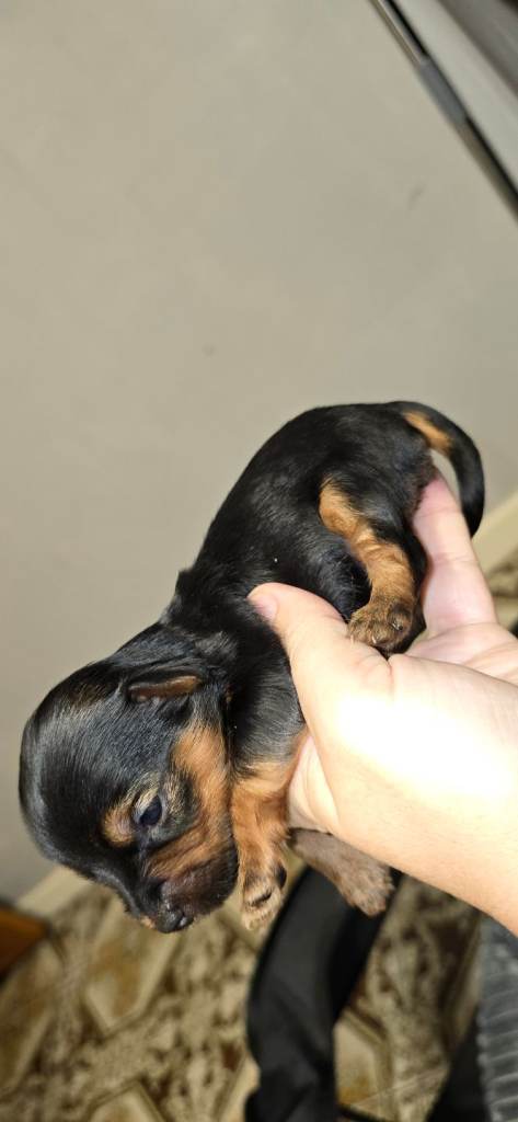 Minature Yorkshire Terrier Puppies located in northern-ireland 2 pups available now 