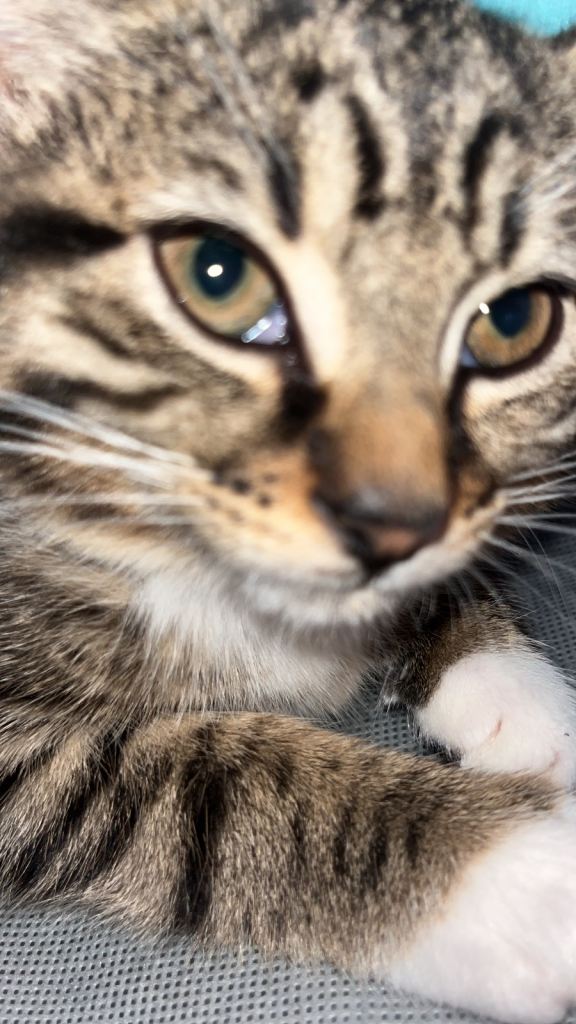 Girl kitten for sale