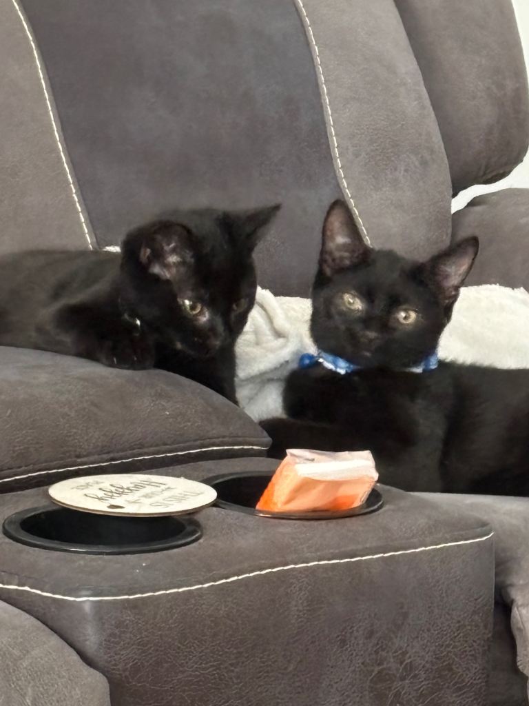 Black short haired kittens 