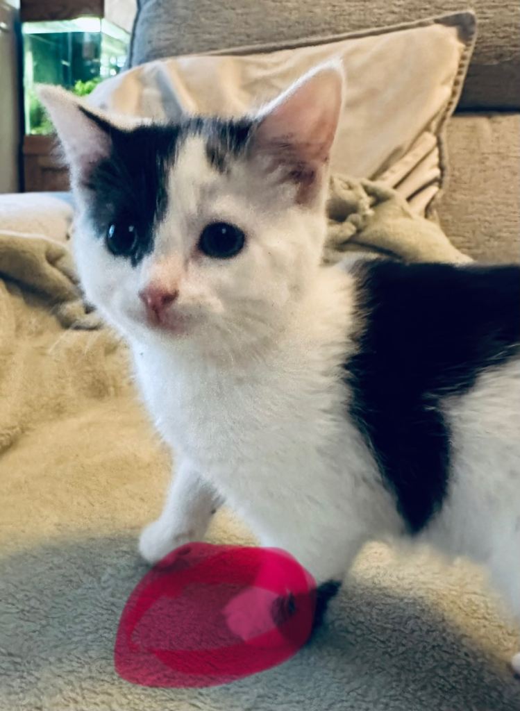 1 female available left 