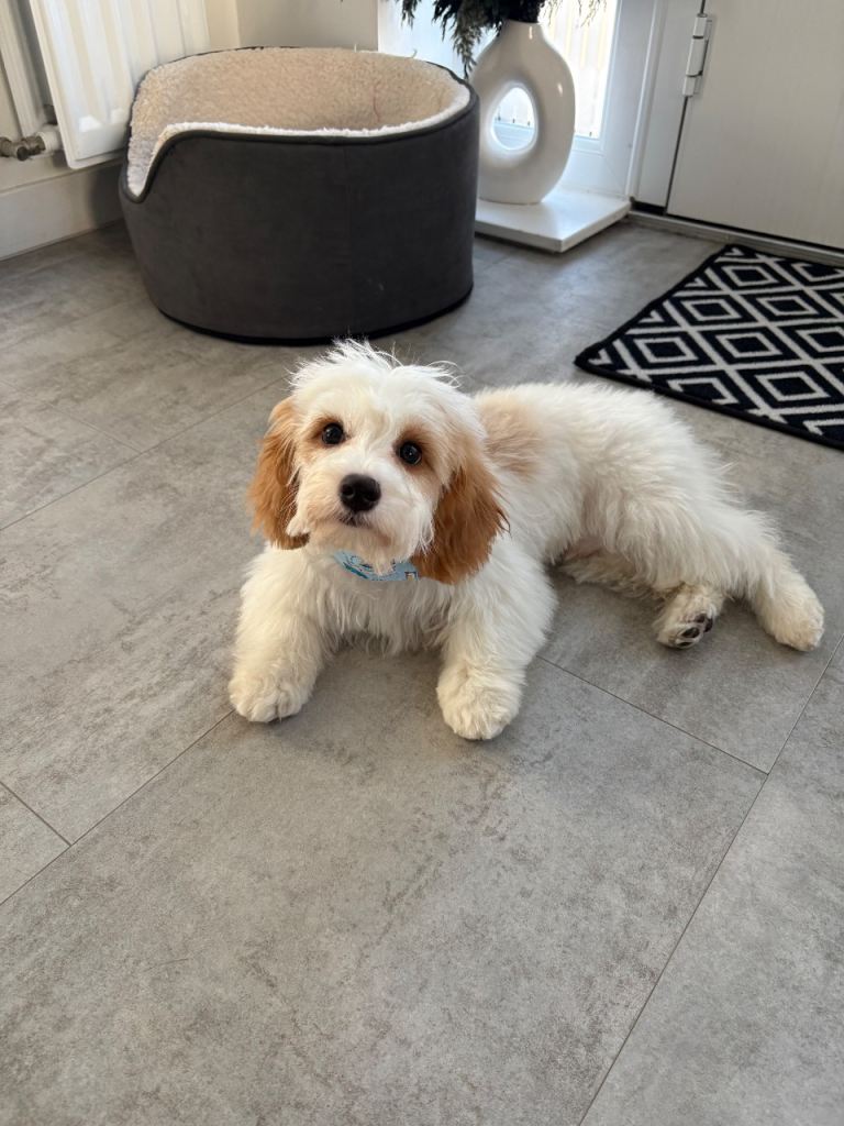 7 month old male Cavapoo