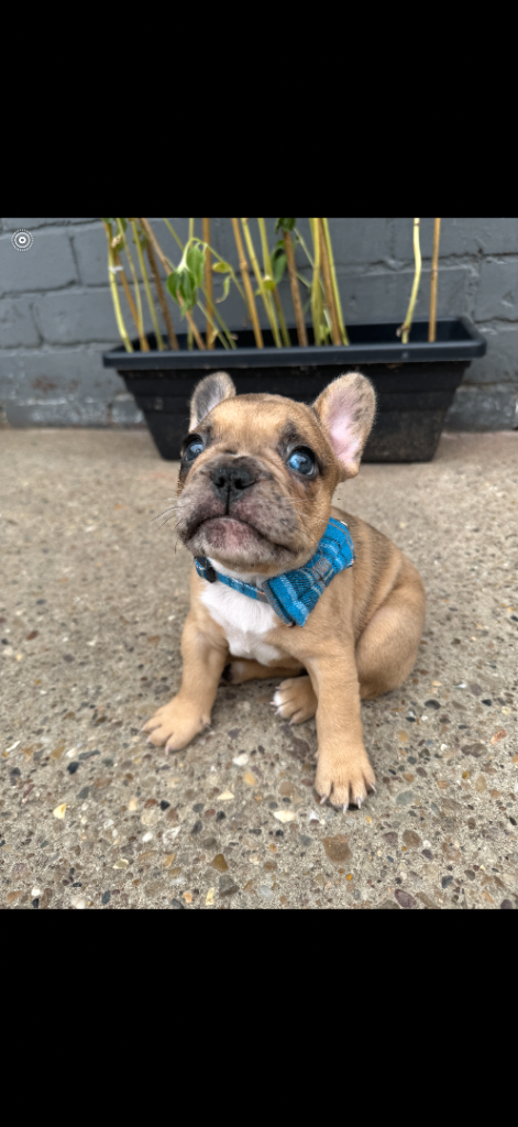 Gorgeous French Bulldog Puppies