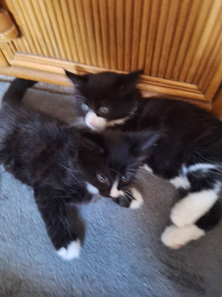 2 boy kittens for sale