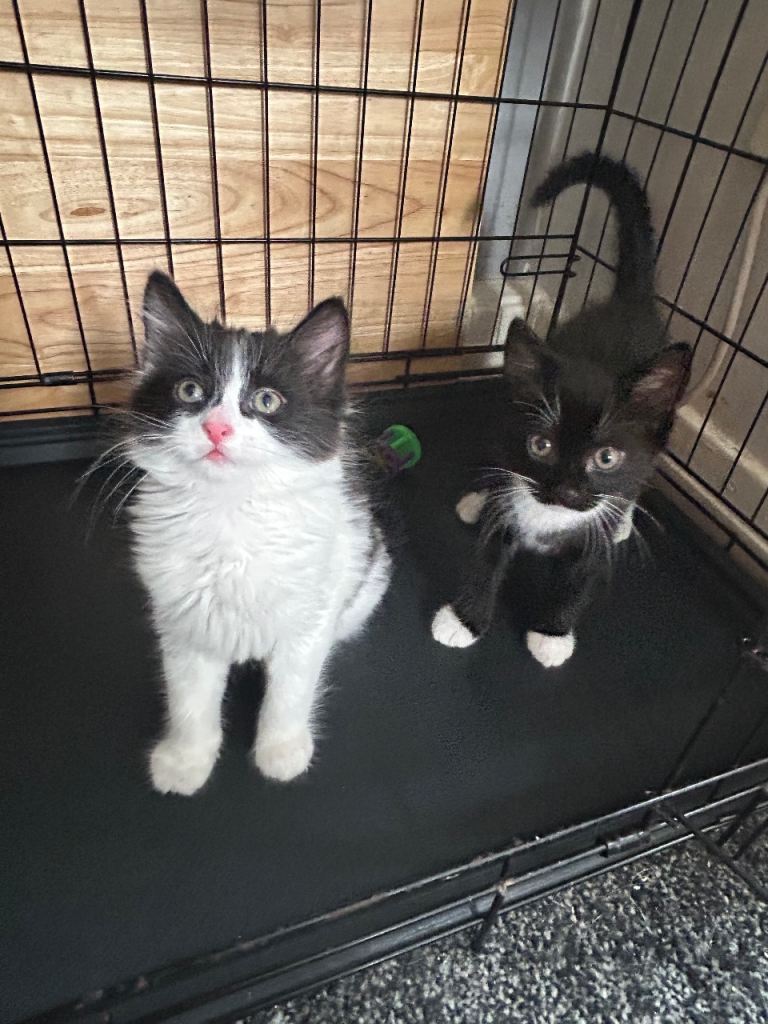 2 Kittens Boy & Girl Ready For Their New Home. 