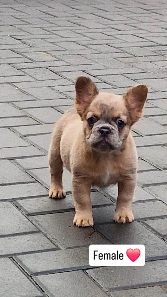 Fluffy merle female french bulldog puppy