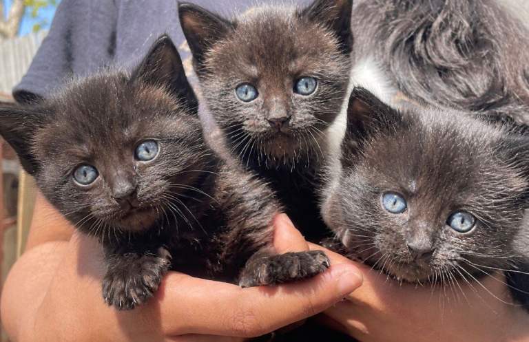 Gorgeous maine coon & tabby/domestic shorthair  breed kittens for sale 