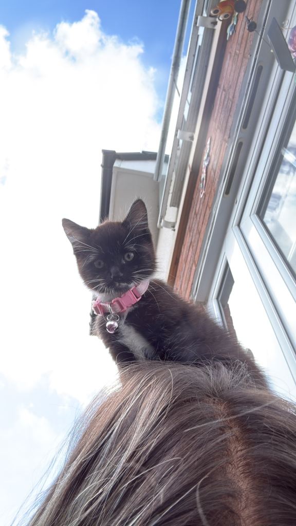 BOY KITTEN 