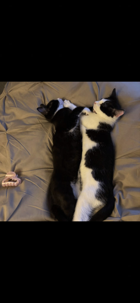 Black and white kittens – playful, affectionate ready for new home.