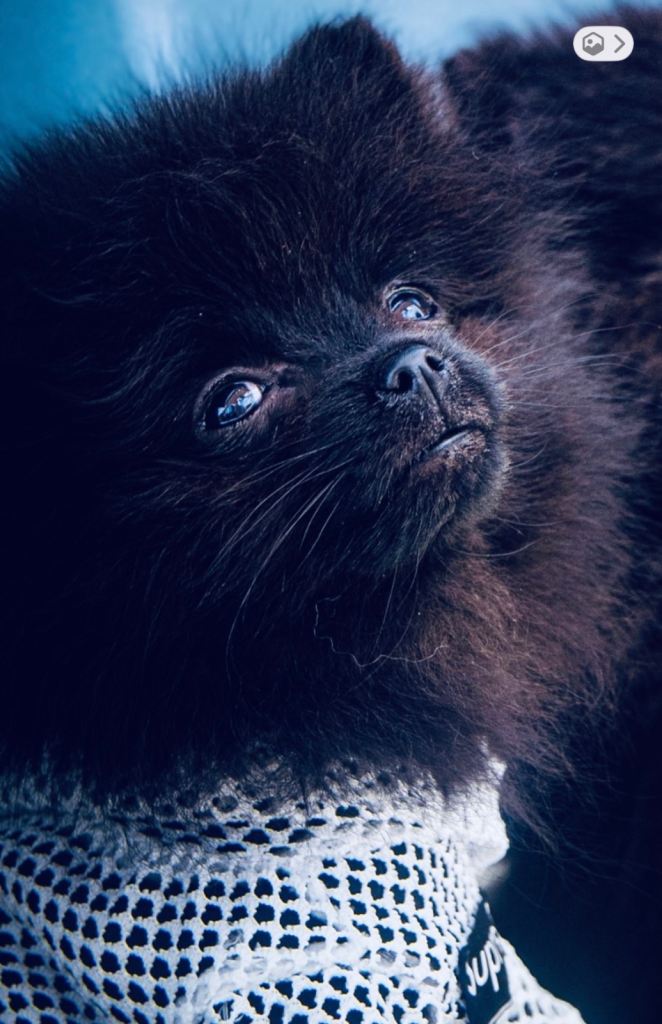 Black Pomeranian for sale 