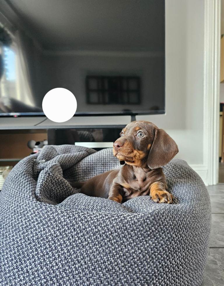 Male mini dachshund pup 